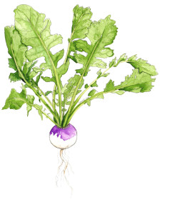 A garden fresh turnip, in watercolour and pencil.